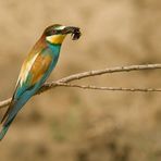 merops apiaster