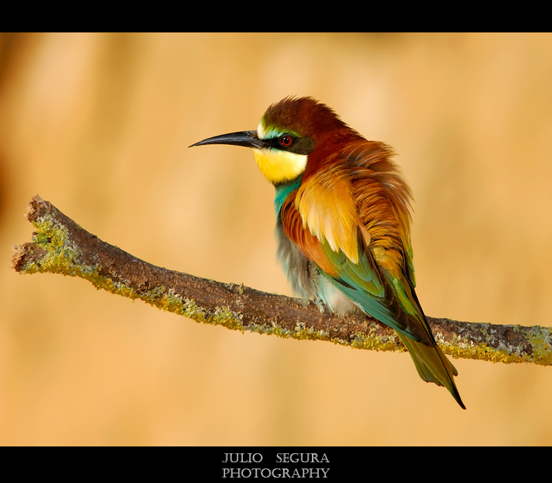 Merops Apiaster