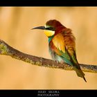 Merops Apiaster