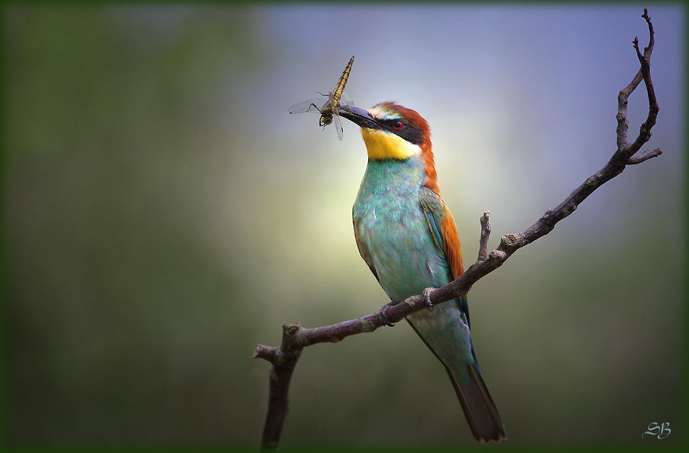 Merops apiaster