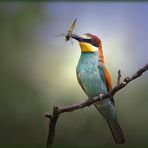 Merops apiaster