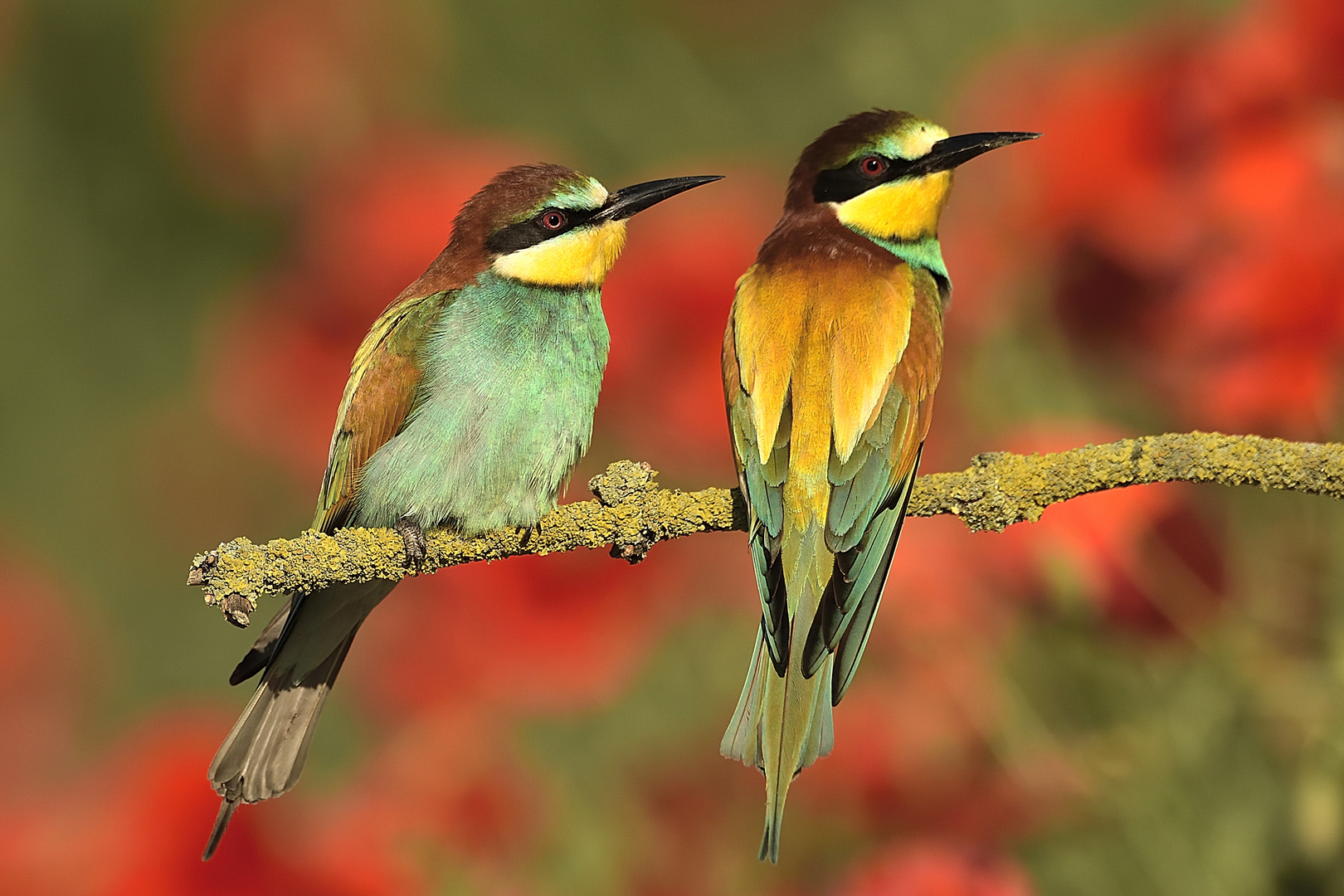 Merops apiaster