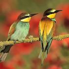 Merops apiaster