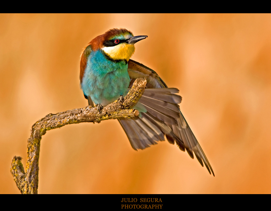 Merops Apiaster