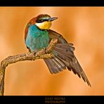 Merops Apiaster