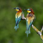 Merops apiaster