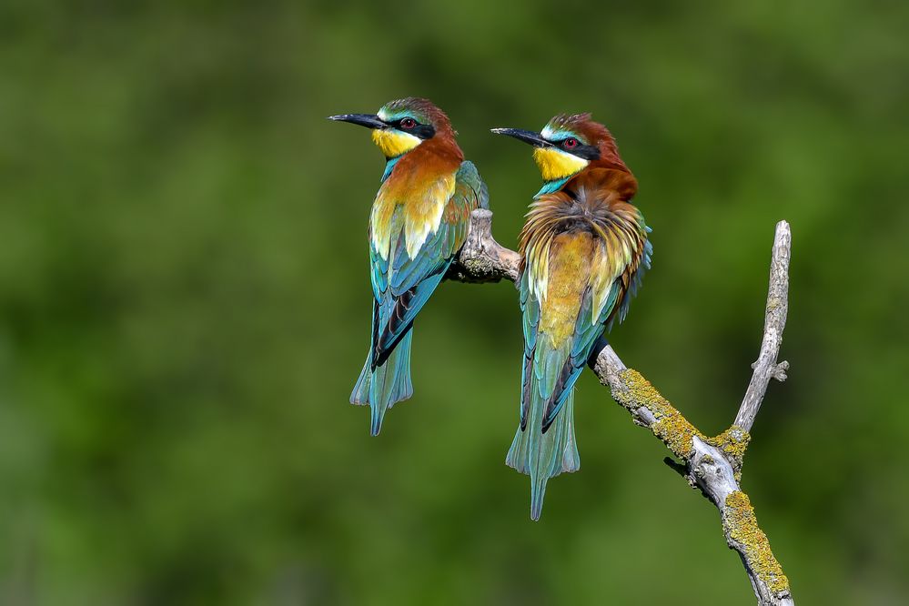 Merops apiaster