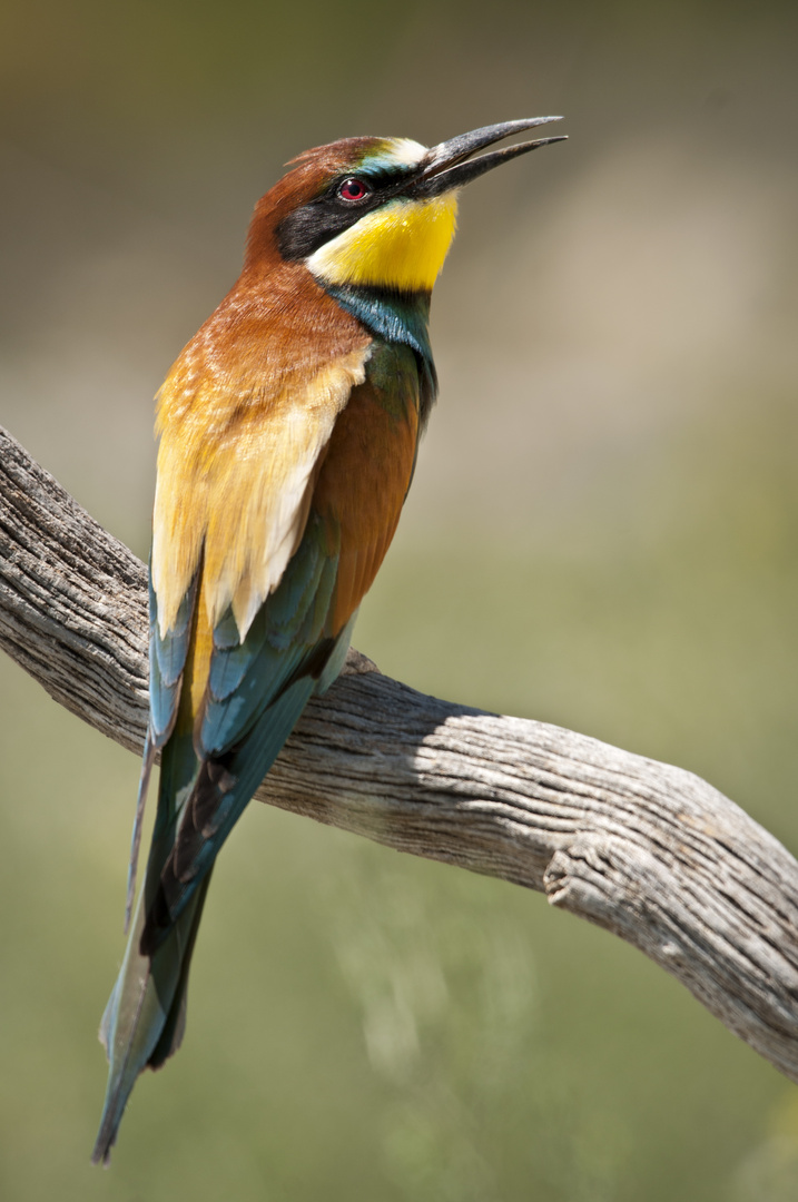 Merops Apiaster