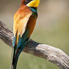 Merops Apiaster