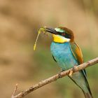 merops apiaster