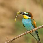 merops apiaster