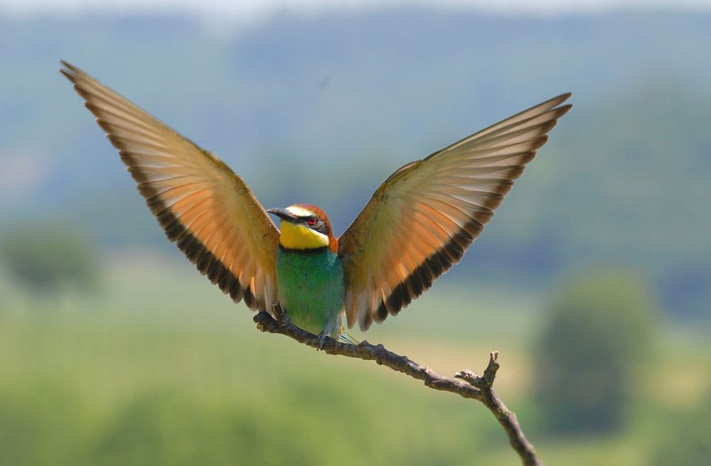 Merops apiaster gelandet