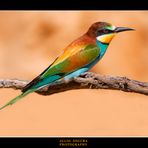 Merops Apiaster II