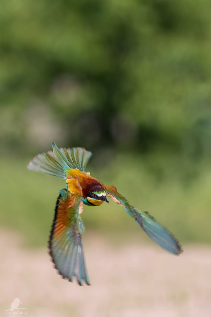 Merops apiaster on the wing