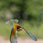 Merops apiaster on the wing