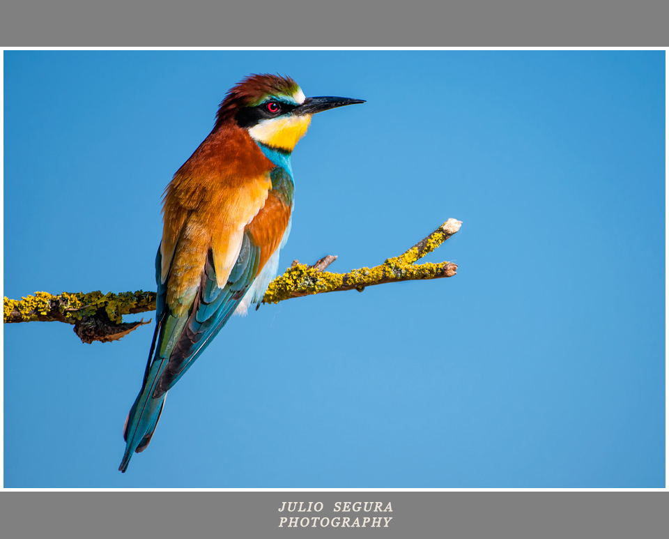 Merops Apiaster sobre un Cielo Azul.