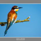 Merops Apiaster sobre un Cielo Azul.