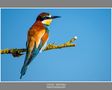 Merops Apiaster sobre un Cielo Azul. von Segura Carmona 