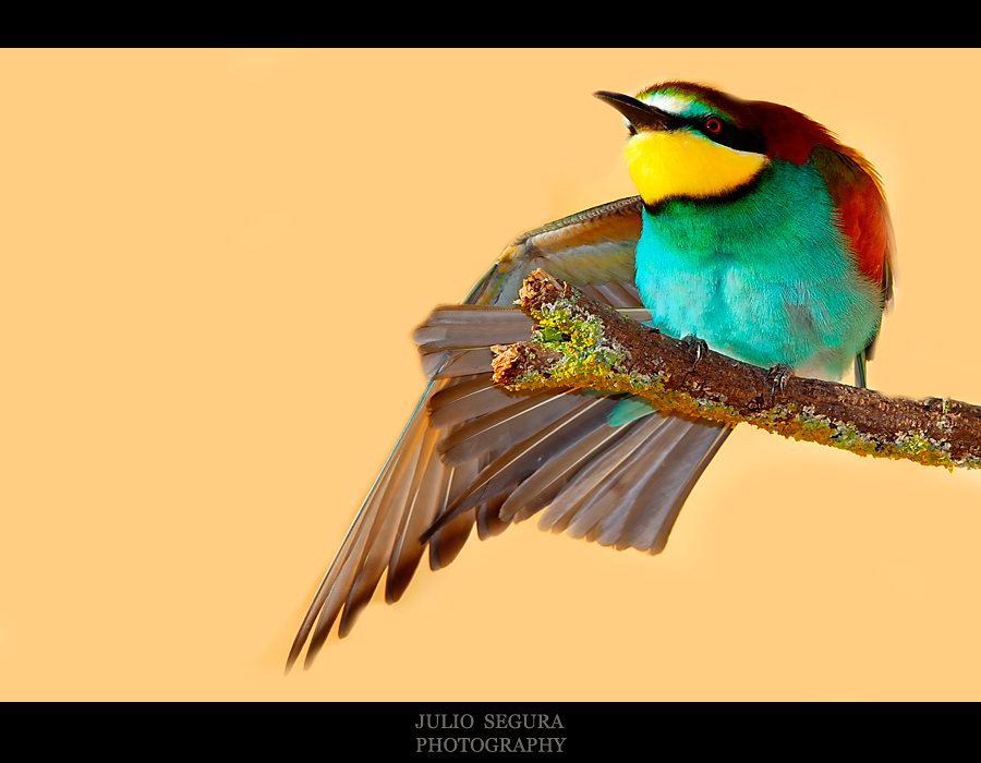 Merops Apiaster VII