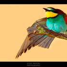 Merops Apiaster VII