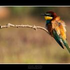 Merops Apiaster Web