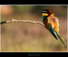 Merops Apiaster Web