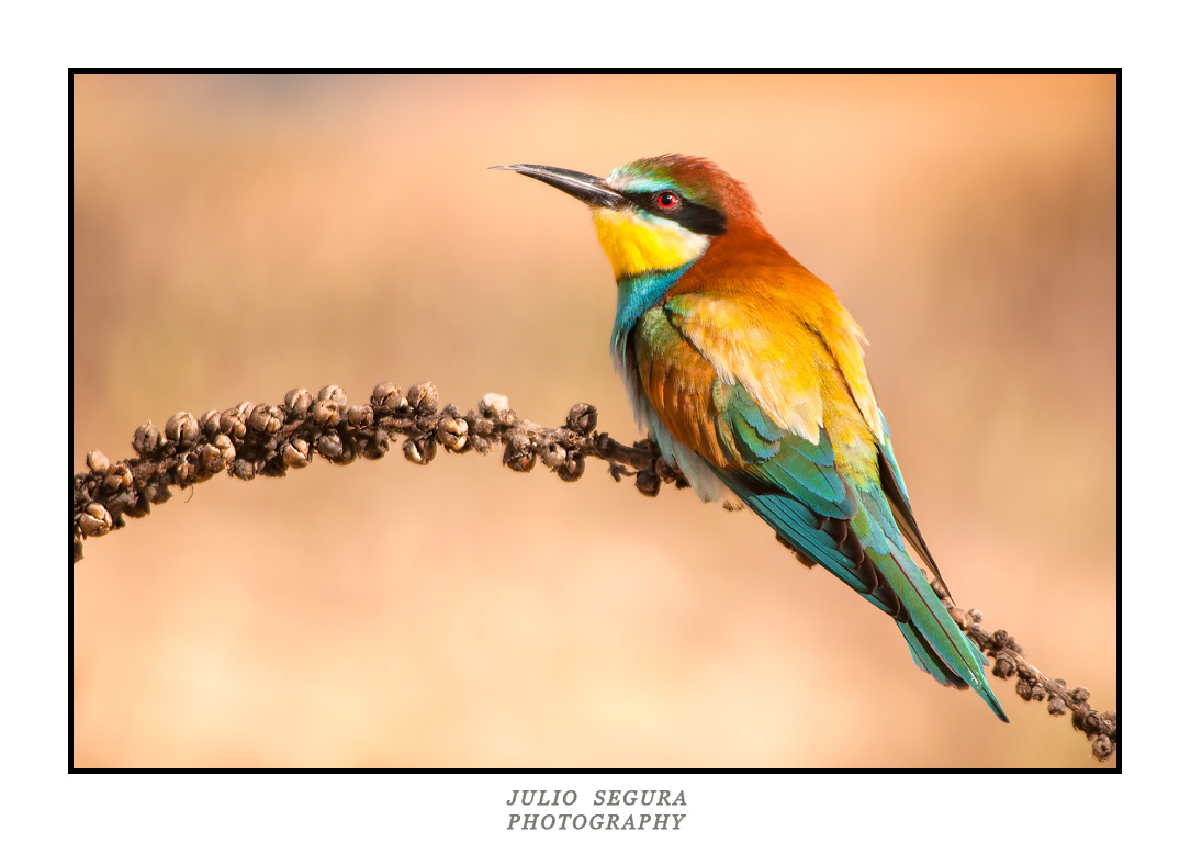 Merops Apiaster XXI Web