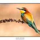 Merops Apiaster XXI Web