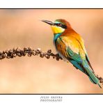 Merops Apiaster XXI Web