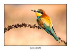 Merops Apiaster XXI Web