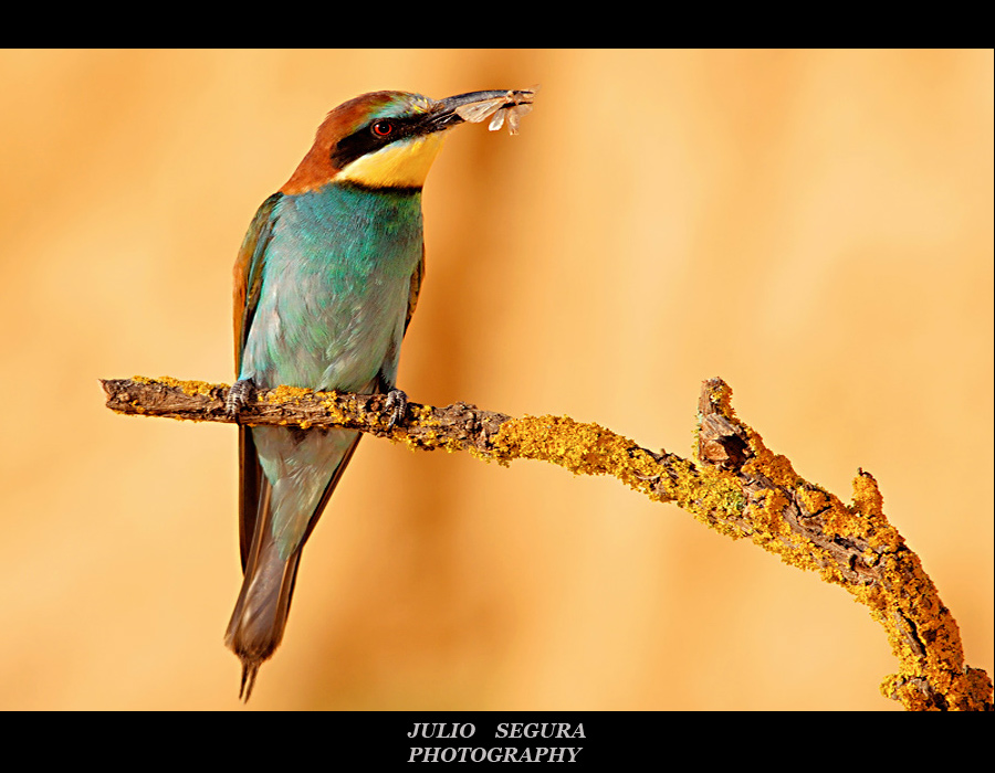 Merops  Apiaster XXII