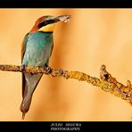 Merops  Apiaster XXII