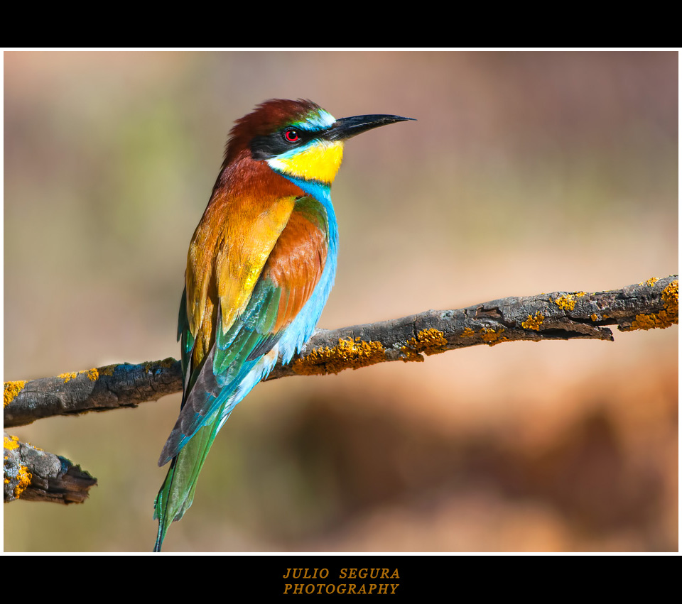 Merops Apiaster XXIII