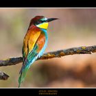 Merops Apiaster XXIII