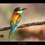 Merops Apiaster XXIII