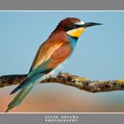 Merops Apiaster XXVI 2012