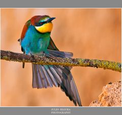 Merops Apiaster XXVI