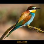 Merops Apiaster XXVIII