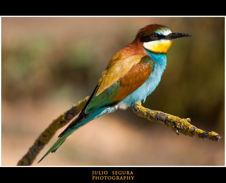 Merops Apiaster XXVIII