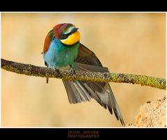 Merops Apiaster XXXIIV Web.