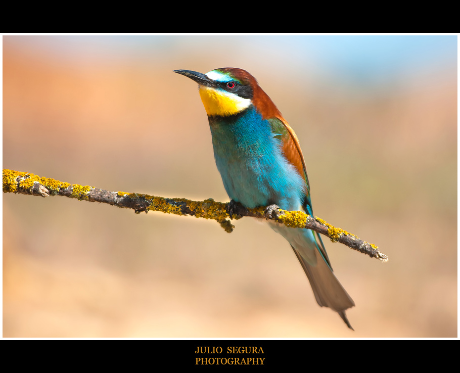 Merops Apiaster XXXIX Web