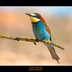 Merops Apiaster XXXIX Web