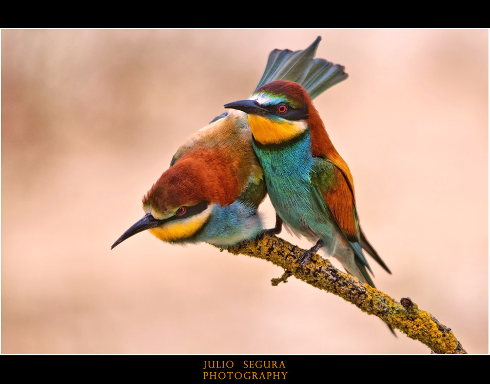 Merops Apiaster XXXV