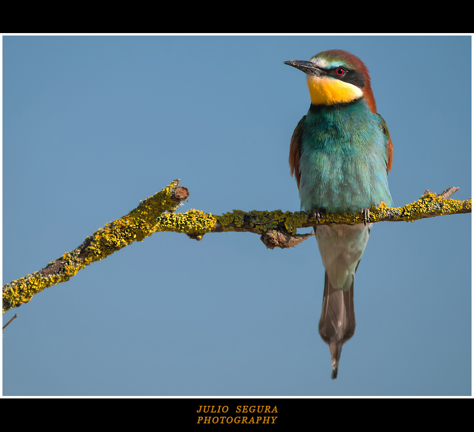 Merops Apiaster XXXVI Web