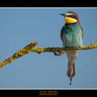 Merops Apiaster XXXVI Web