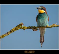 Merops Apiaster XXXVI Web