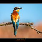 Merops Apiaster XXXVIII Web