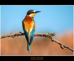 Merops Apiaster XXXVIII Web