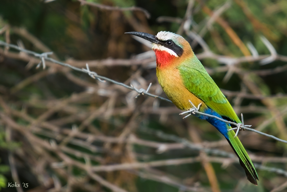 Merops bullockoides