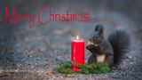 Merry Christmas! von animalphotography 